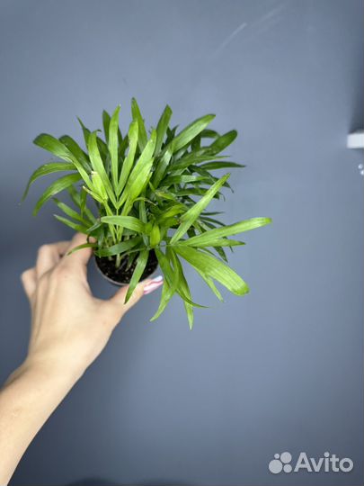 Хамедорея элеганс