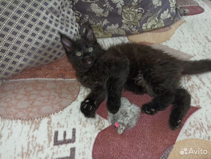 Кошки мейн-кун
