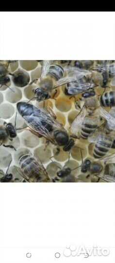 Пчеломатки 2024