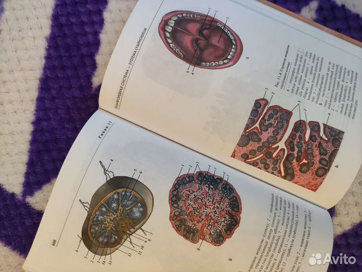 Атлас анатомии человека Р.П. Самусев