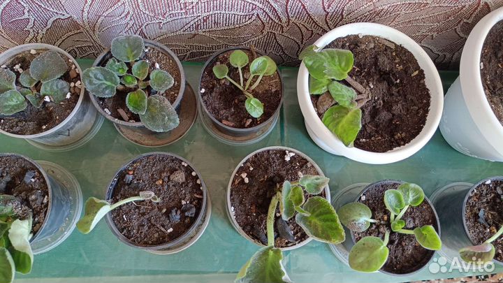 Цветы комнатные