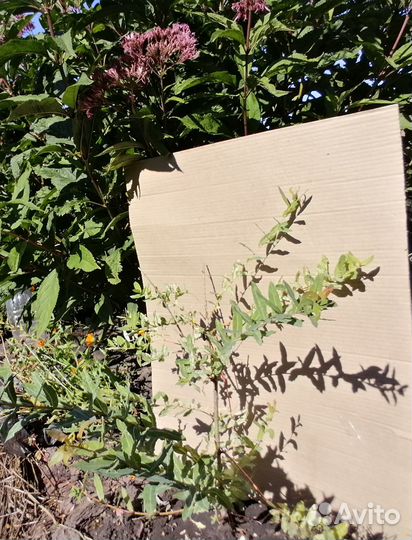 Ива Хакуро Нишики