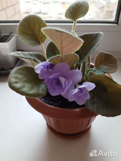 Цветы-фиалки