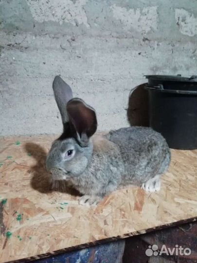 Кролики ризен