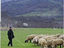 Пастух для овец