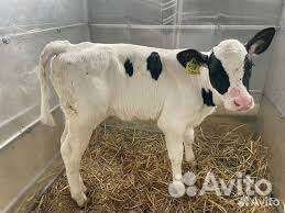 Бычки, несушки Декалб Уайт, Белый Коралл