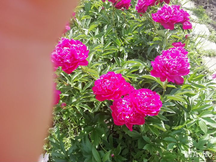 Пион розовый махровый