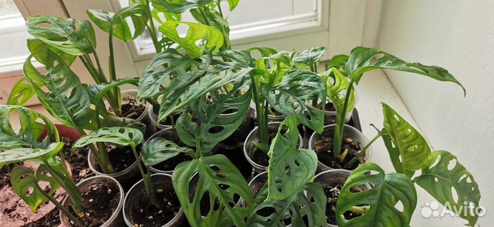 Монстера Манки маск