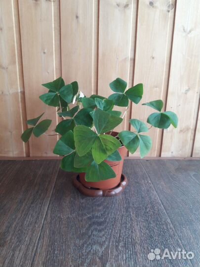 Оксалис, кислица, мадам 