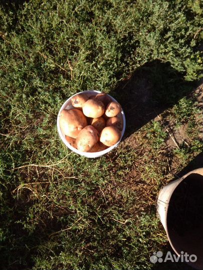 Деревенская картошка, чеснок,морковь,тыква,капуста