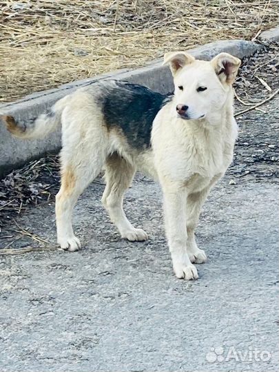 Собаки щенки бесплатно