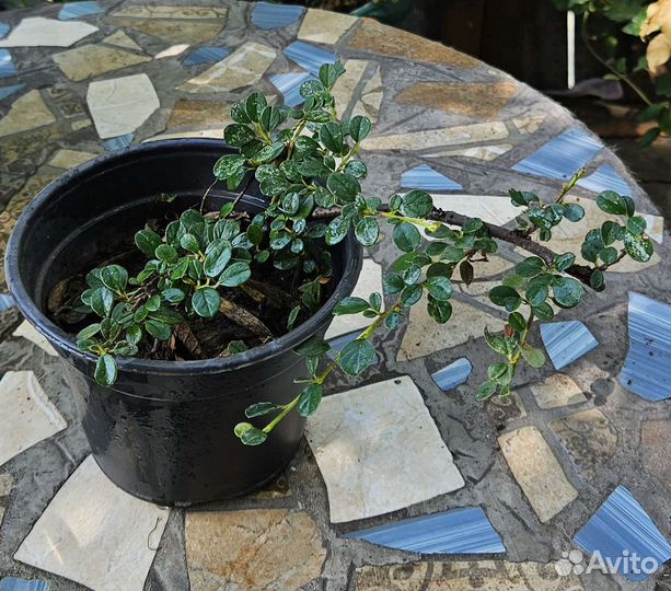 Растения садовые, зкс