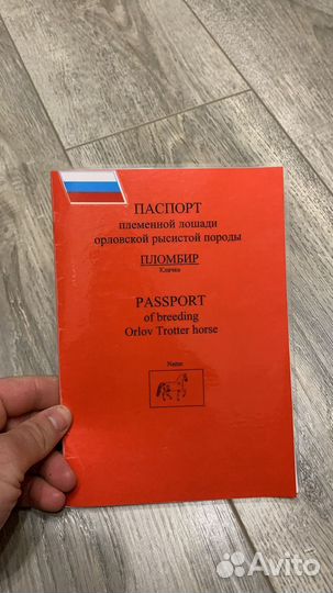 Продаю лошадей