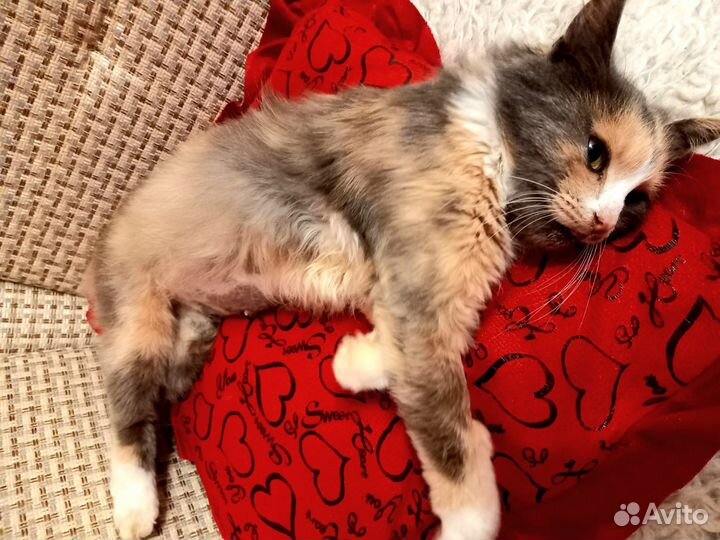 Шейла ищет дом