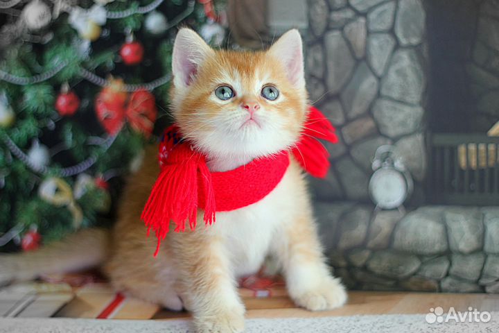 Драгоценный золотой окрас, мальчик Захар