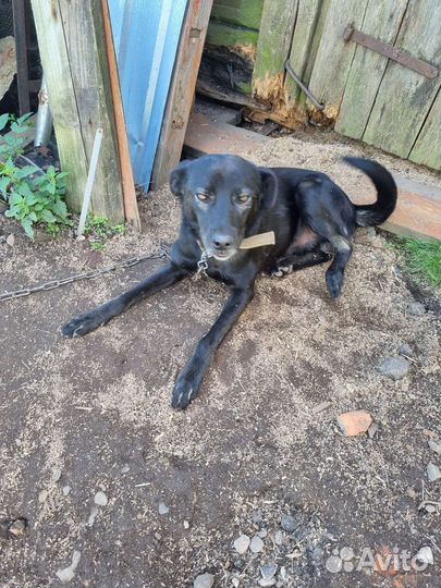 Собака для охраны