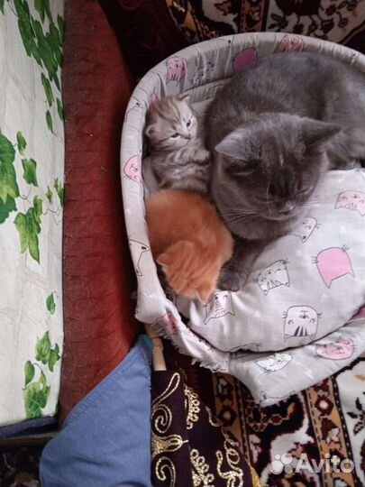 Отдам котят