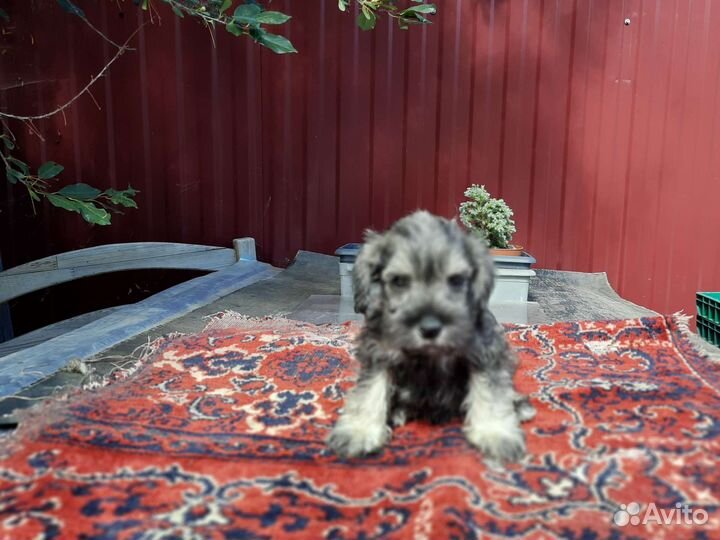 Цвергшнауцер