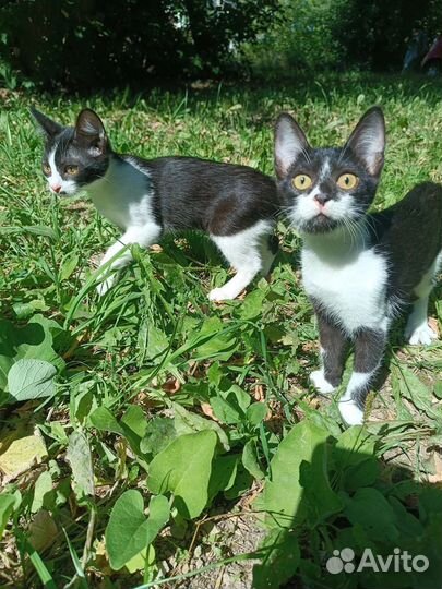 Котятки в добрые руки