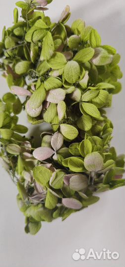 Гортензия стабилизированная