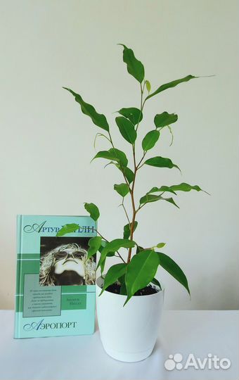 Кротон Шефлера Фикусы Цветы растения комнатные