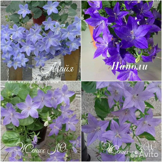 Кампанула (жених, невеста, любовник)