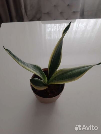 Сансевиерия