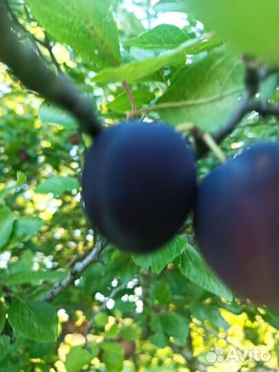 Груша садовая