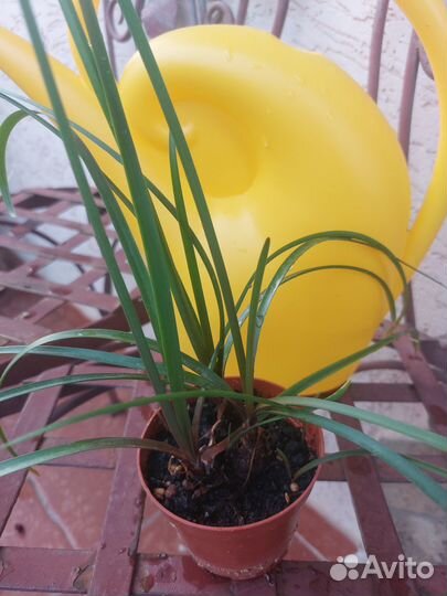 Бегония, Алоказия, Папоротник, выскочка