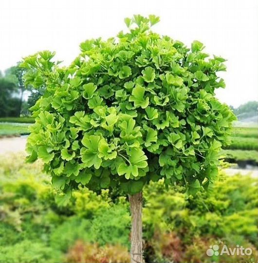 Гинкго билоба