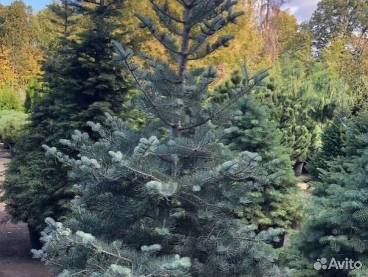 Пихта Нордмана