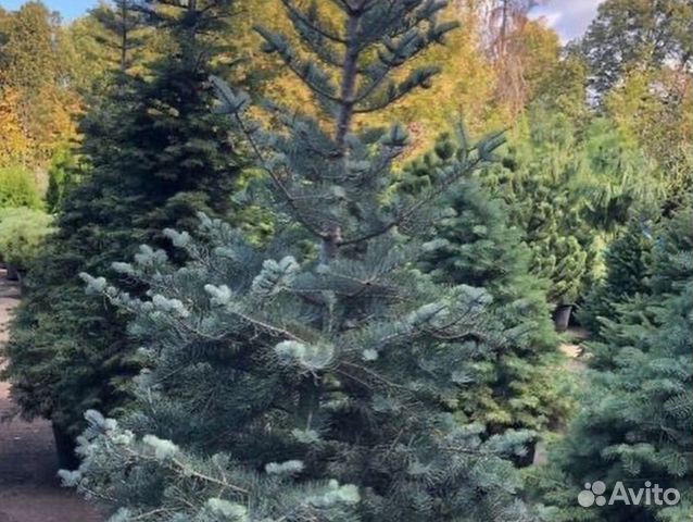 Пихта Нордмана