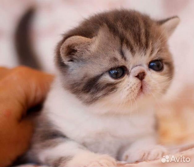 Экзотическая