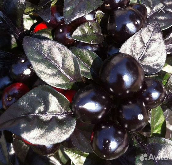 Перец черная жемчужина комнатный