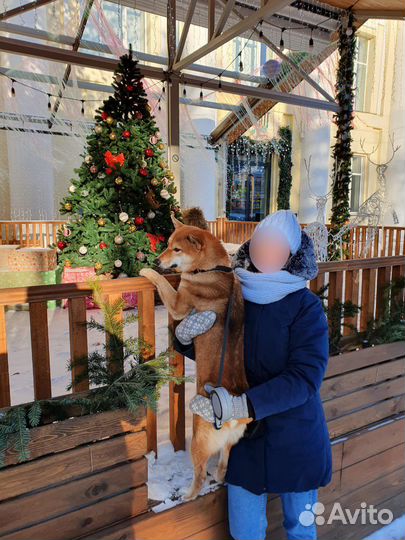 Комплект шапка + шарф