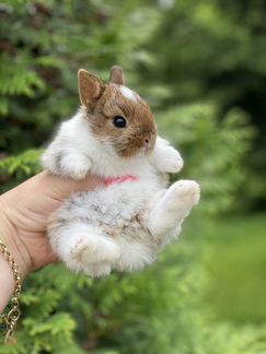 Большой выбор крольчат