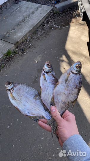 Вяленная рыба