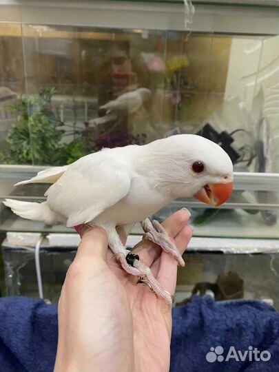 Ожереловые,каик,пиррура,алексендрийский,синегал