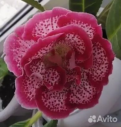 Детки глоксинии