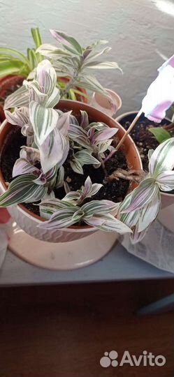 Цветы домашние