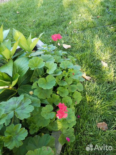 Герань пеларгония