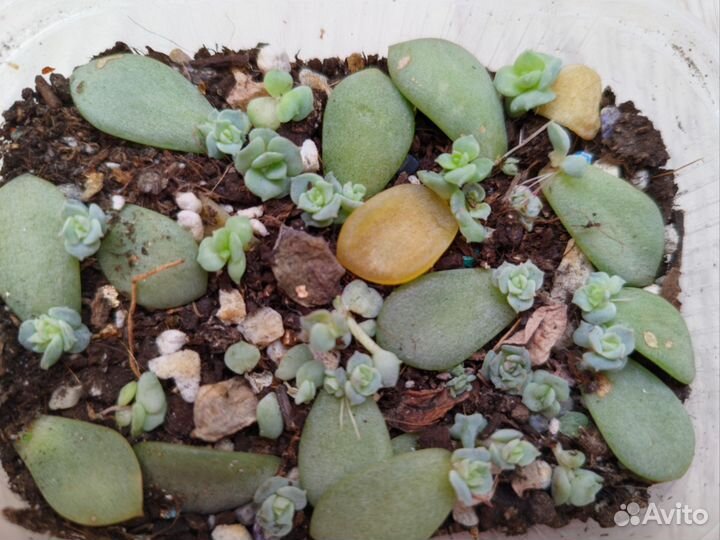 Эхеверия детки с листа