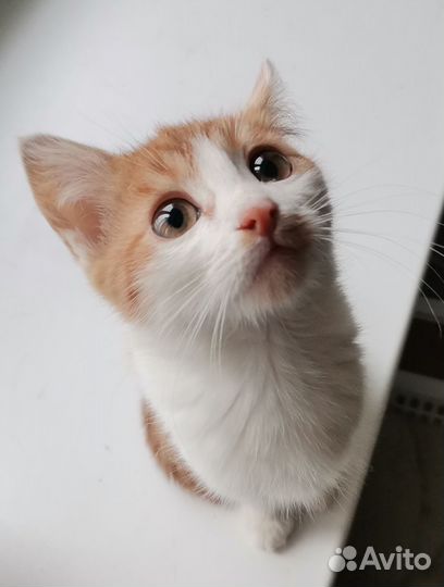 Котенок мальчик ищет заботливых хозяев