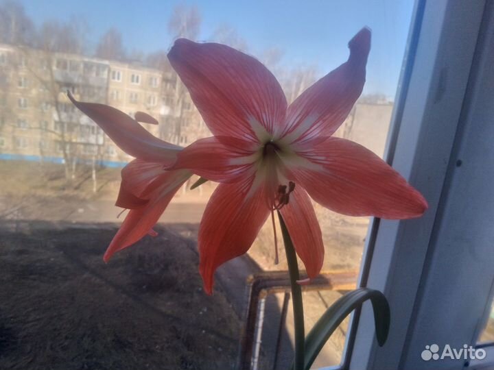 Гиппиаструм