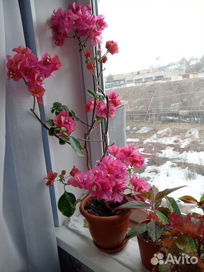 Комнатные цветы Бугенвиллия