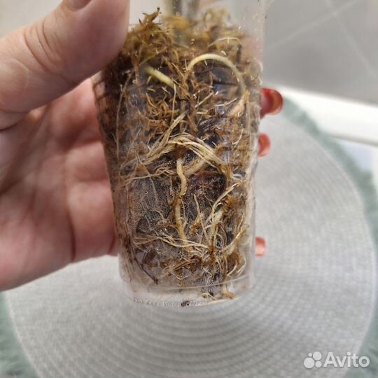 Алоказия Коразон