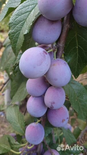 Яблоки зимние