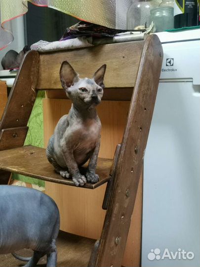 Канадский сфинкс