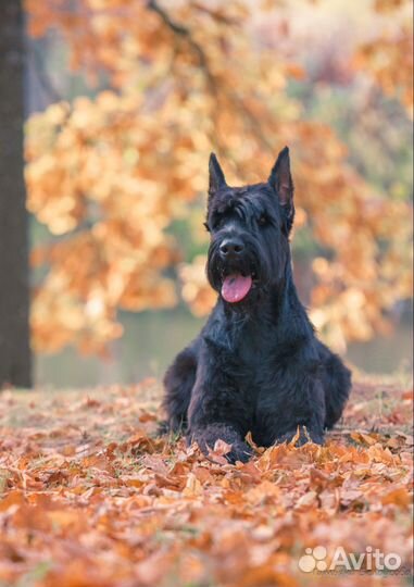 Фотограф, фотограф - анималист