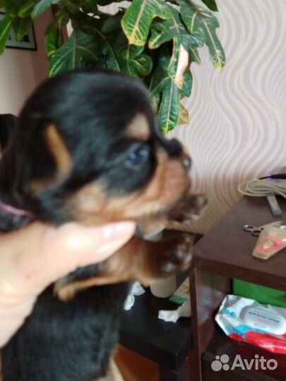 Щеночки в резерв